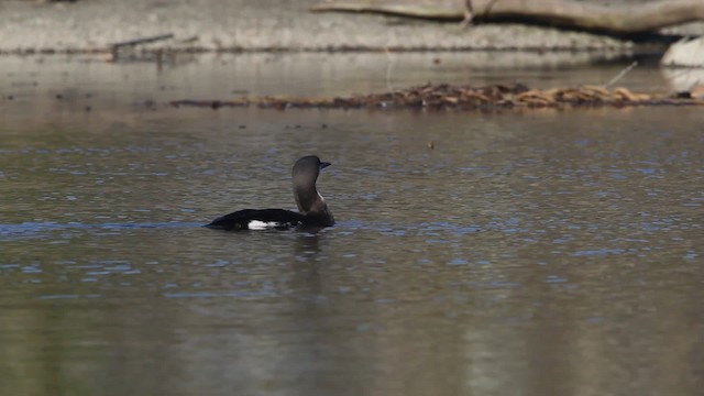 Arctic Loon - ML480794