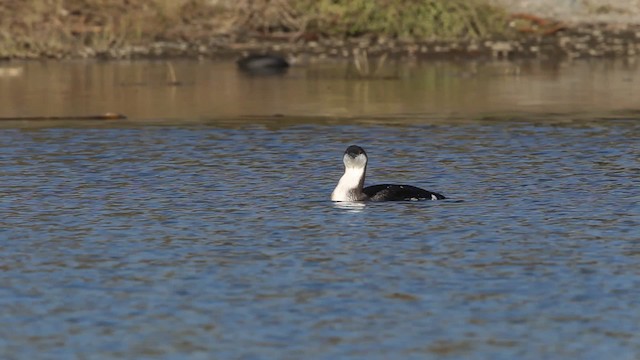 Arctic Loon - ML480795