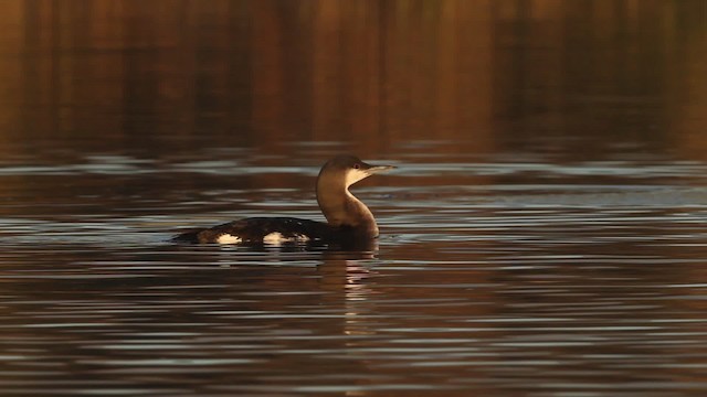 Arctic Loon - ML480796