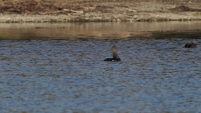 Arctic Loon - ML480797