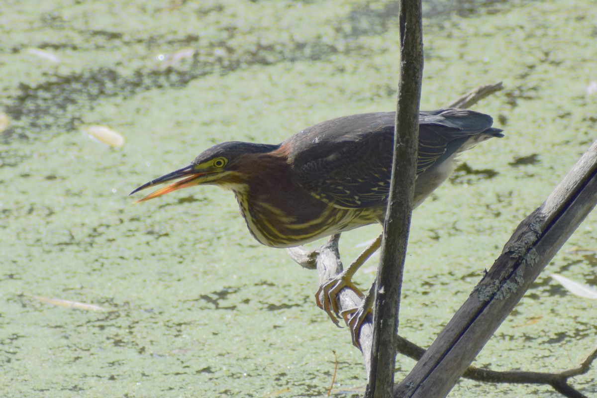 Green Heron - ML480798551