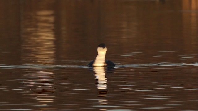 Arctic Loon - ML480800