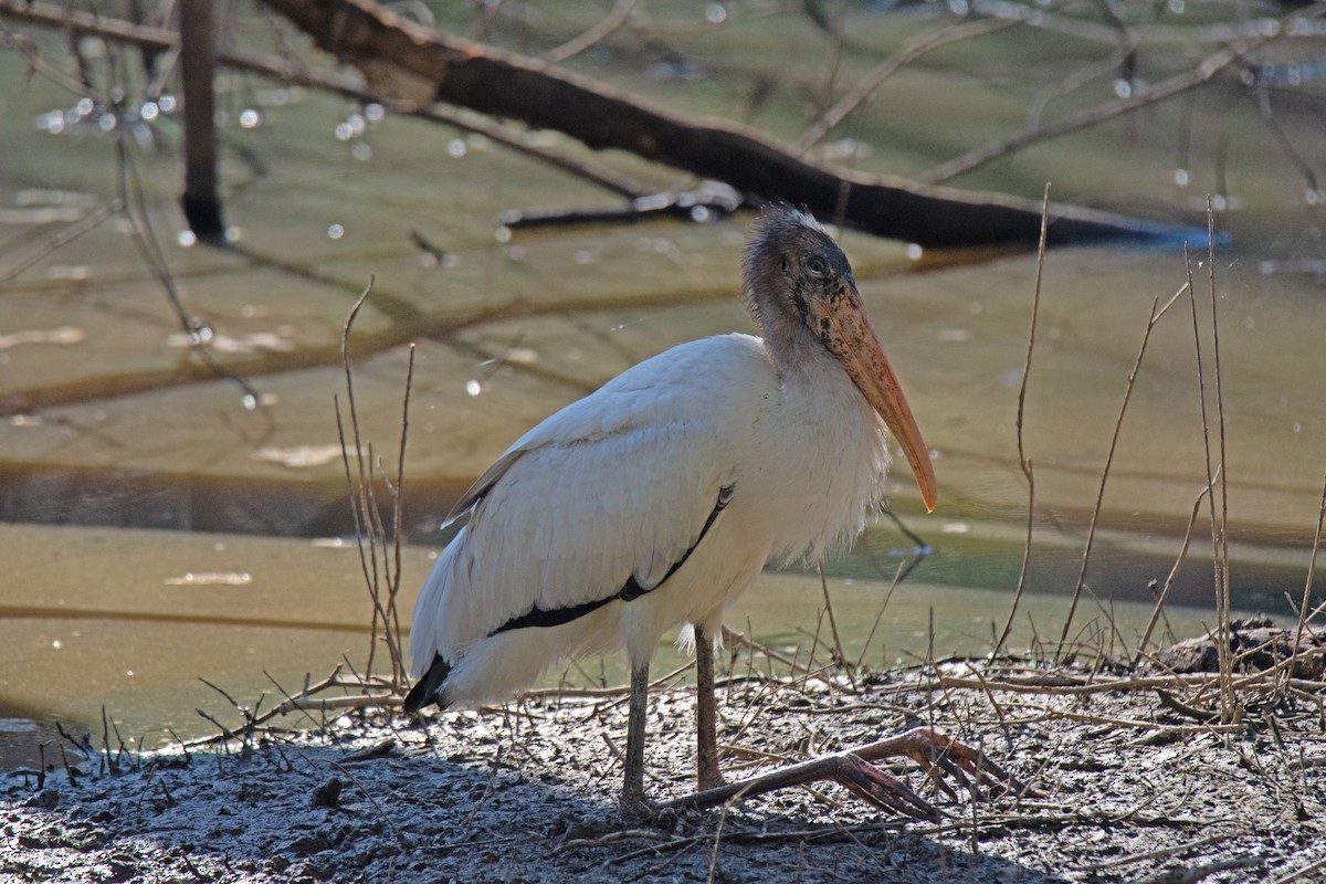 Wood Stork - ML480800191