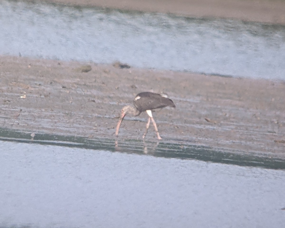 White Ibis - ML480801781