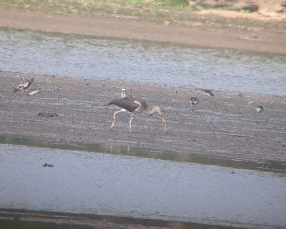 White Ibis - ML480801801