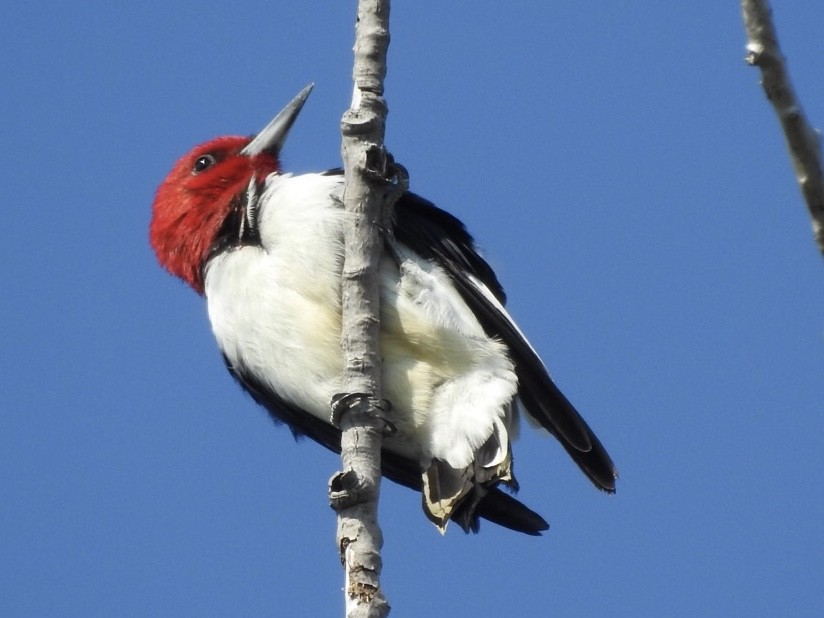 Red-headed Woodpecker - ML480801941