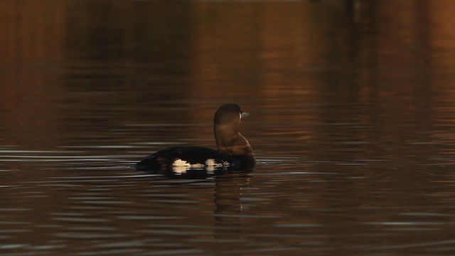 Arctic Loon - ML480803