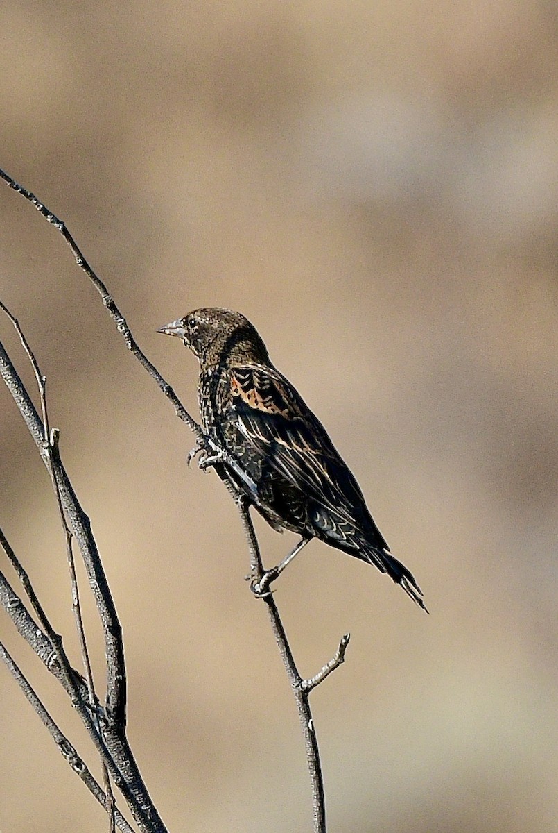 Red-winged Blackbird - Norman Eshoo