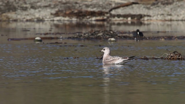 Gaviota de Alaska - ML480804