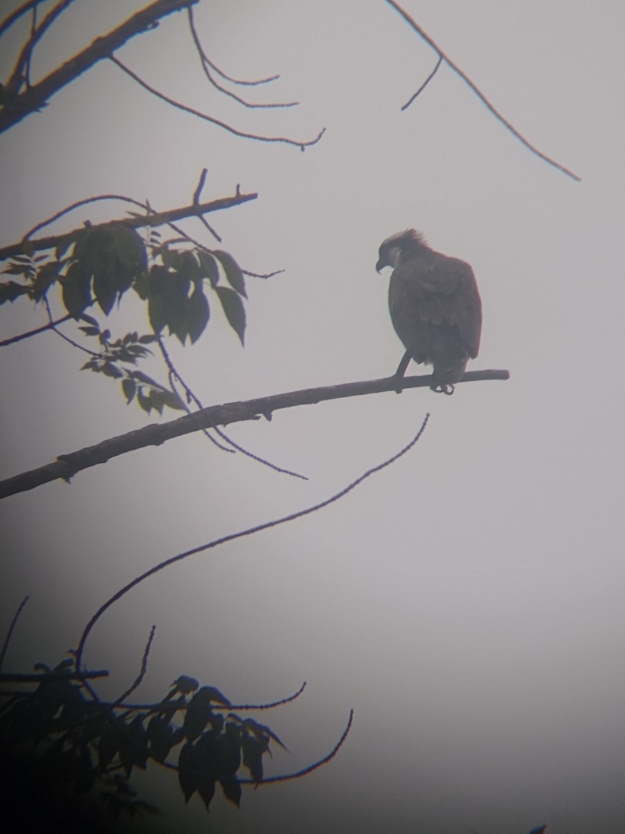 Águila Pescadora - ML480804751