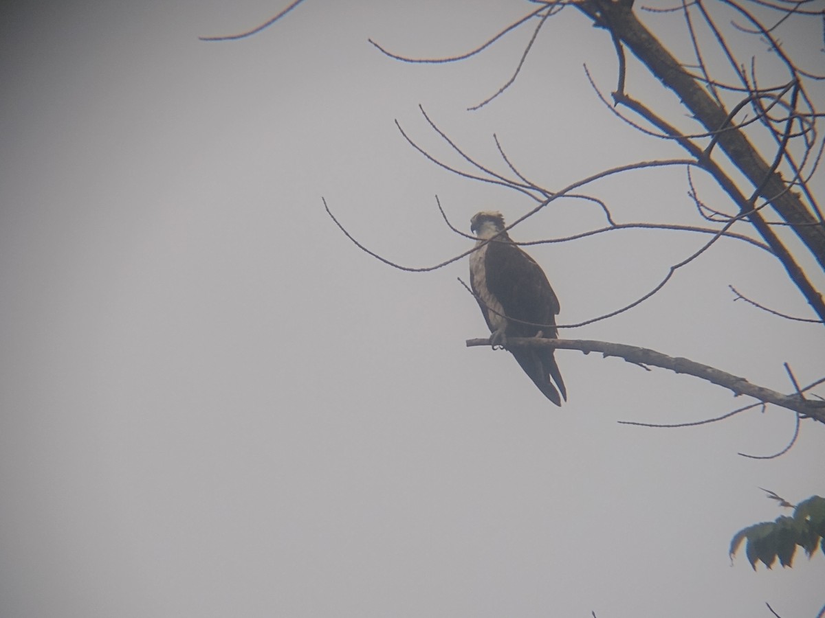 Águila Pescadora - ML480804761