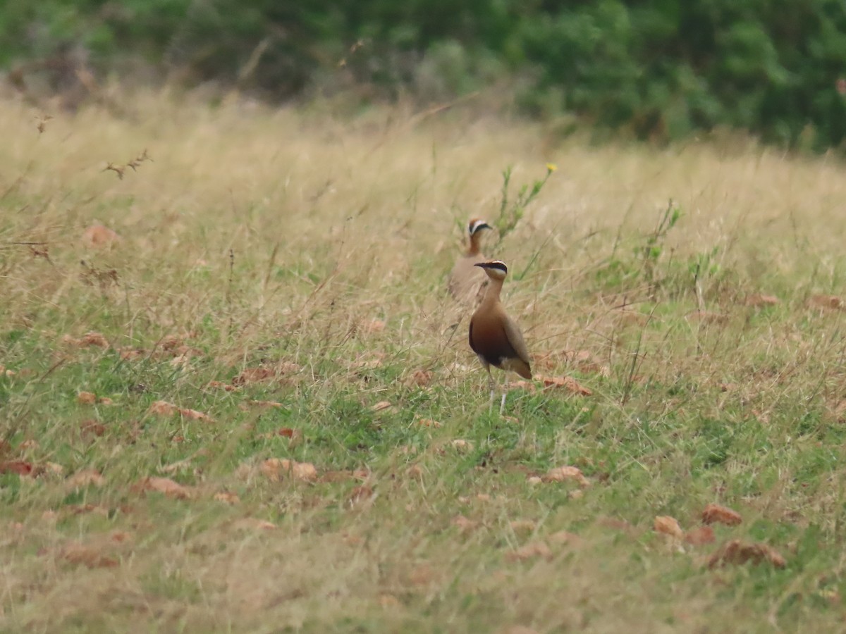 Indian Courser - ML480806071