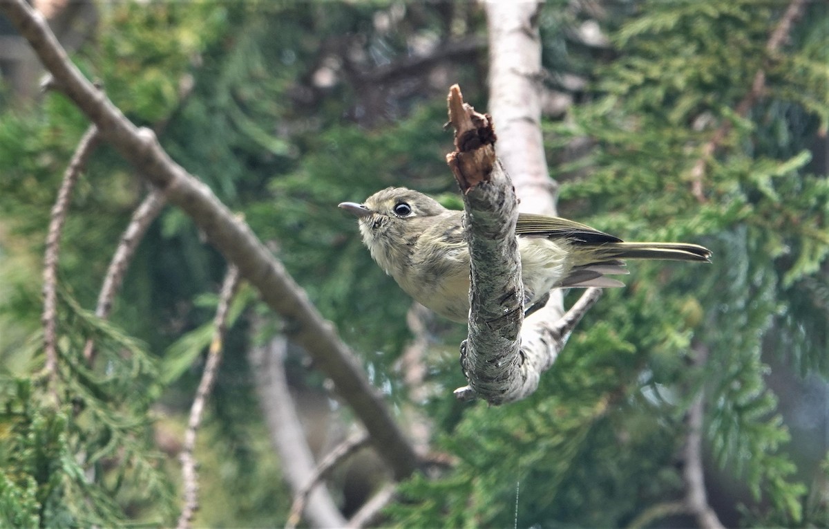 eikevireo - ML480807711