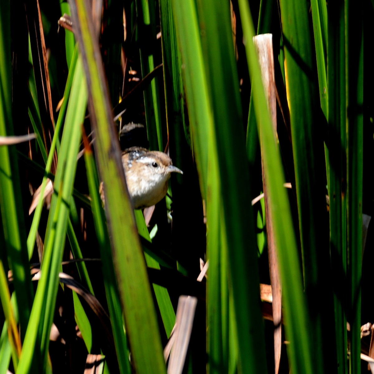 Marsh Wren - John Whitehead