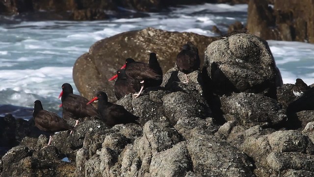 Black Oystercatcher - ML480808