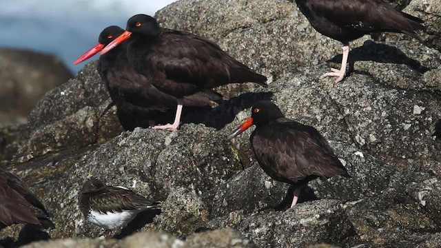 Black Oystercatcher - ML480809