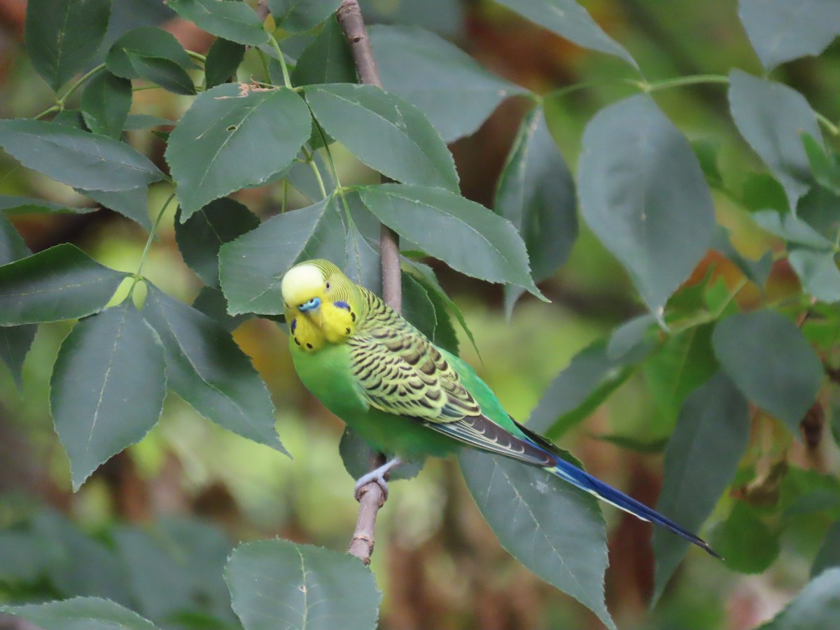 Budgerigar (Domestic type) - ML480809471