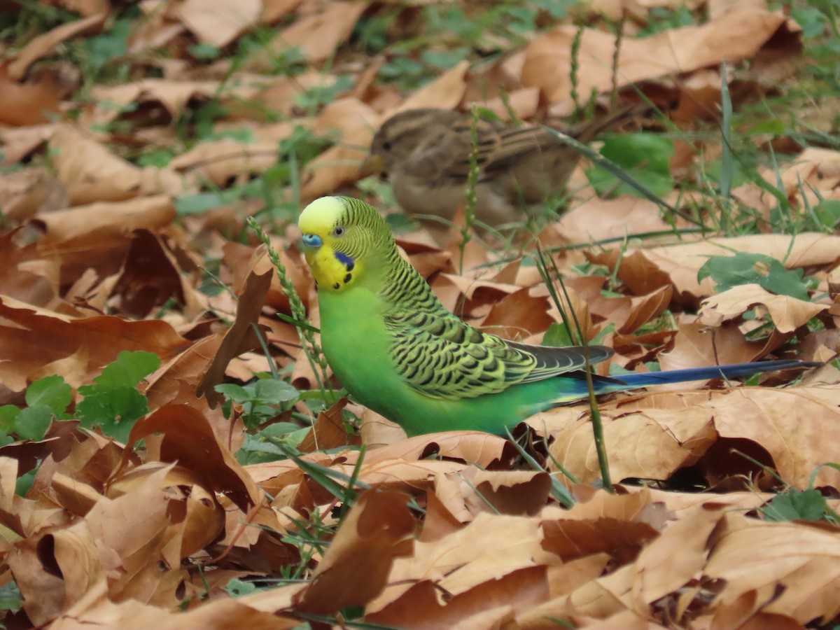 Budgerigar (Domestic type) - ML480809481