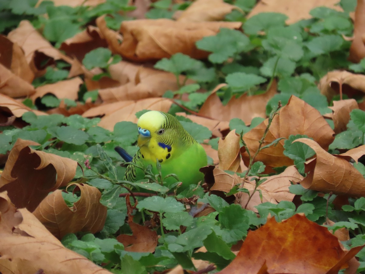 Budgerigar (Domestic type) - ML480809491