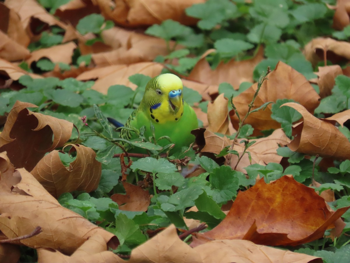 Budgerigar (Domestic type) - ML480809501