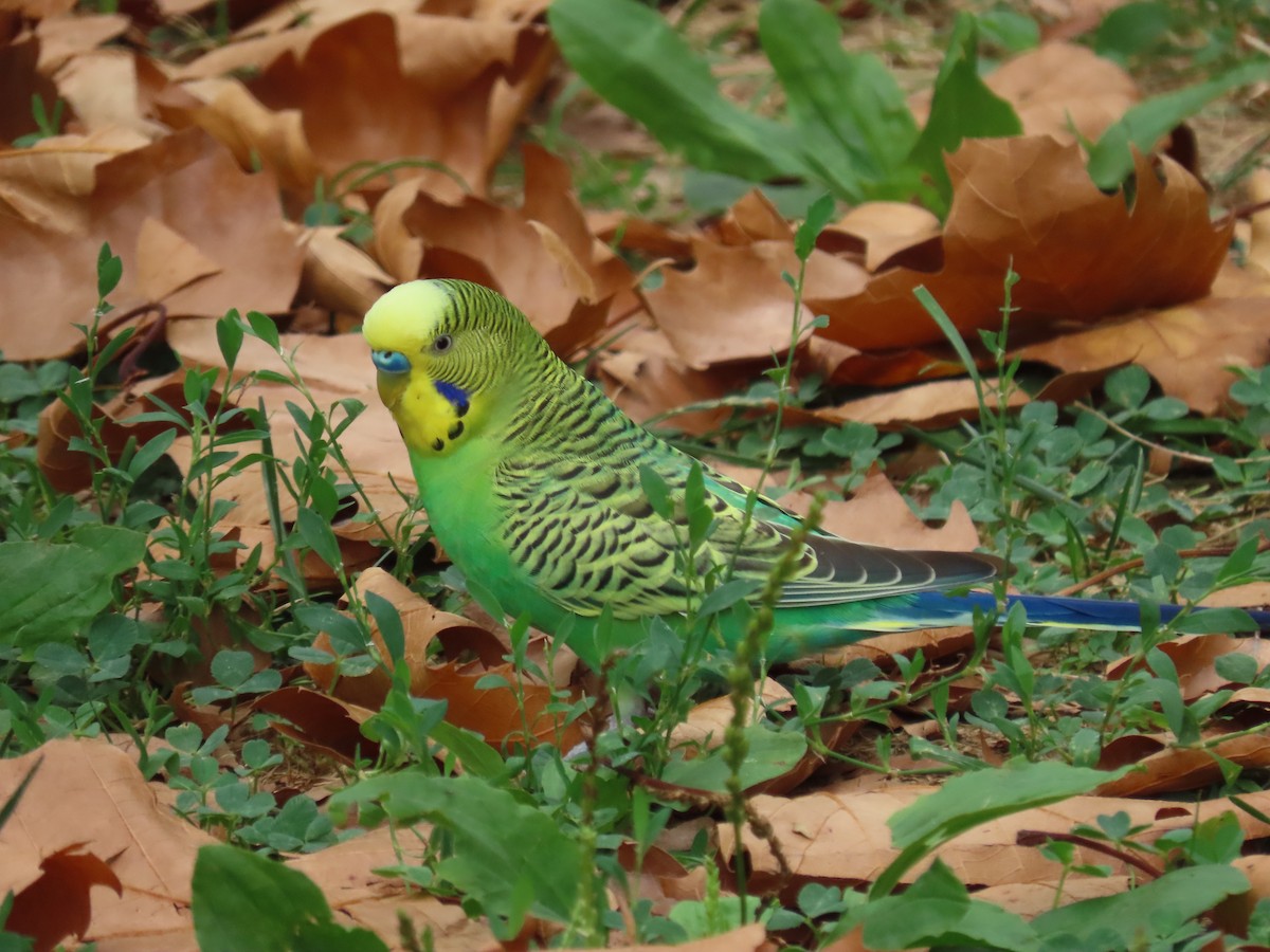 Budgerigar (Domestic type) - ML480809511