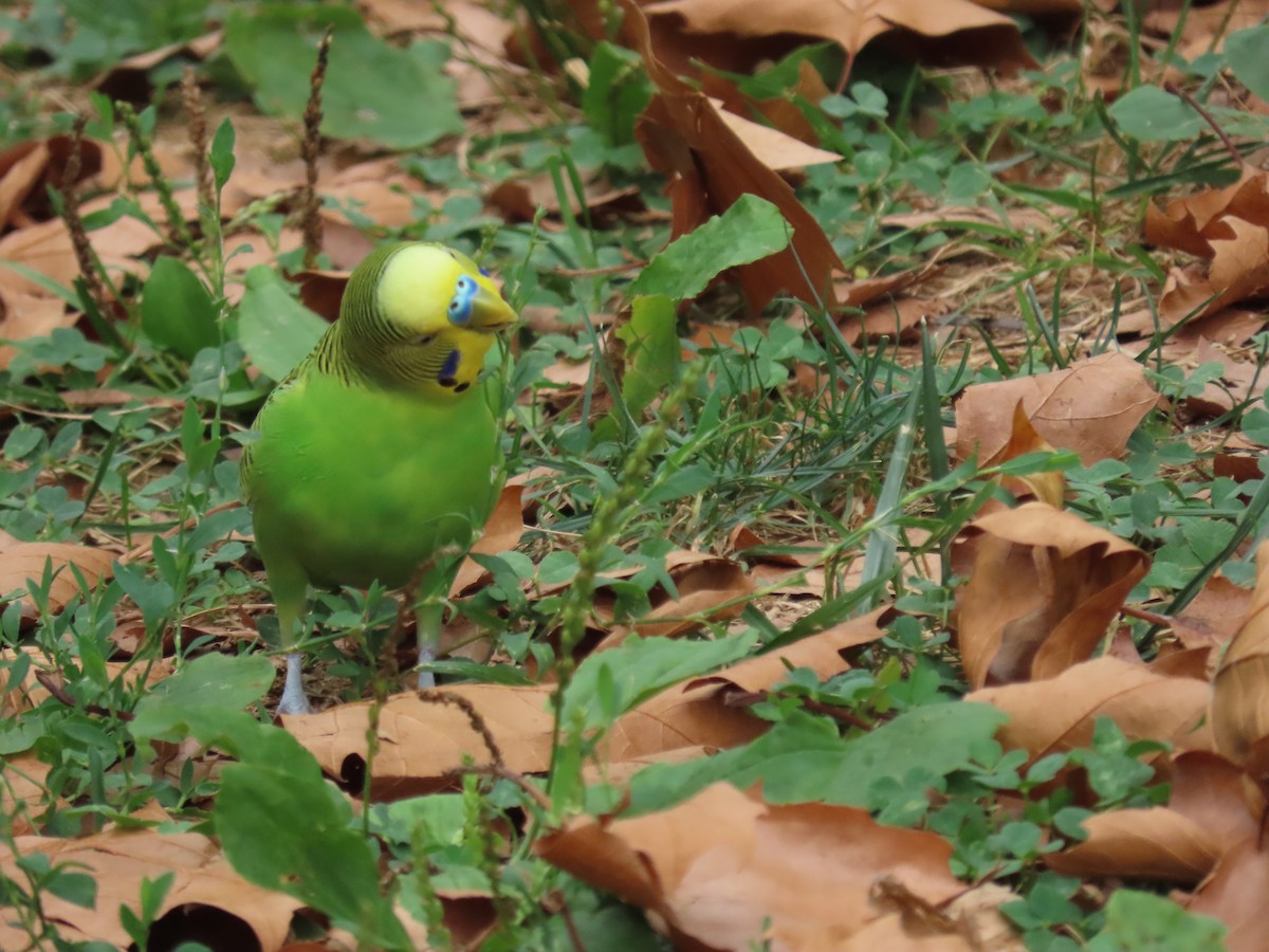 Budgerigar (Domestic type) - ML480809531