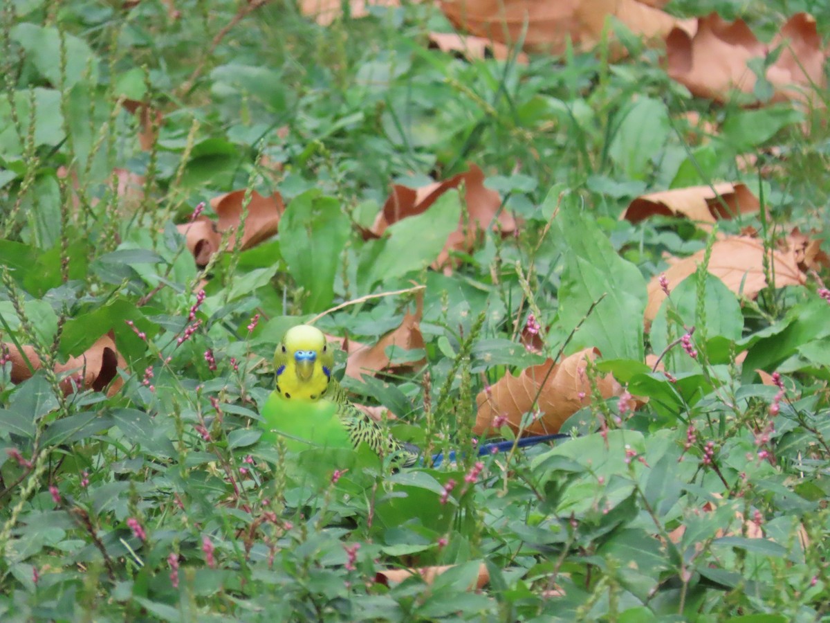 Budgerigar (Domestic type) - ML480809541