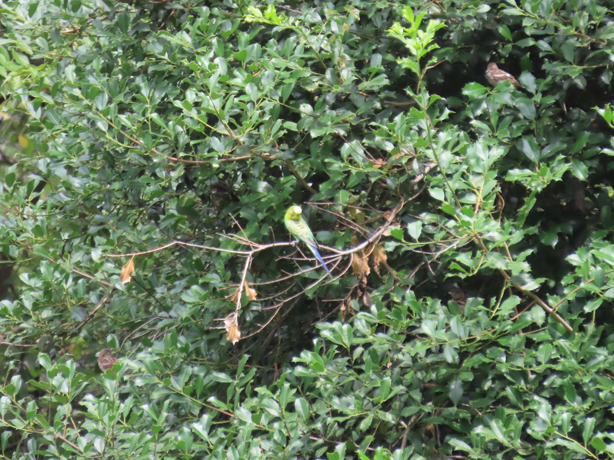 Budgerigar (Domestic type) - ML480809561