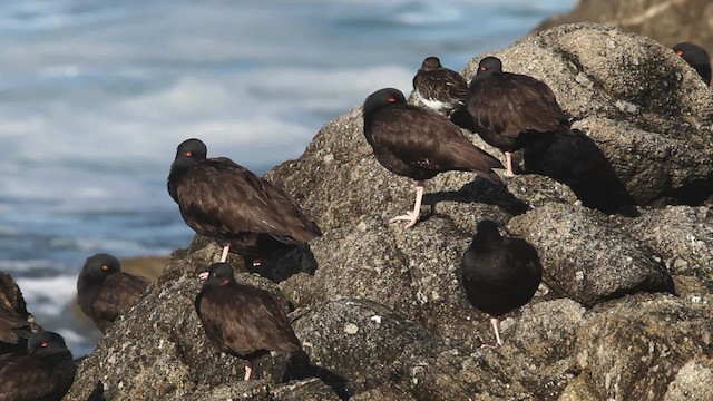 Black Oystercatcher - ML480810