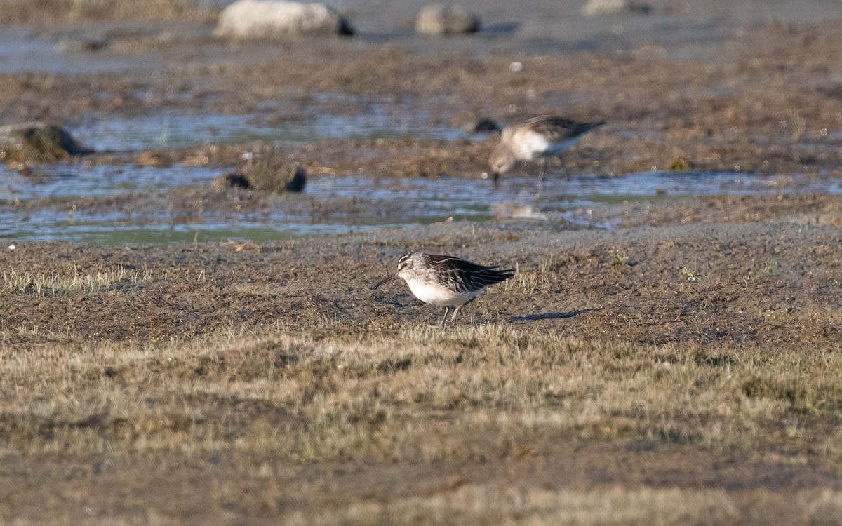 Broad-billed Sandpiper - ML480810941