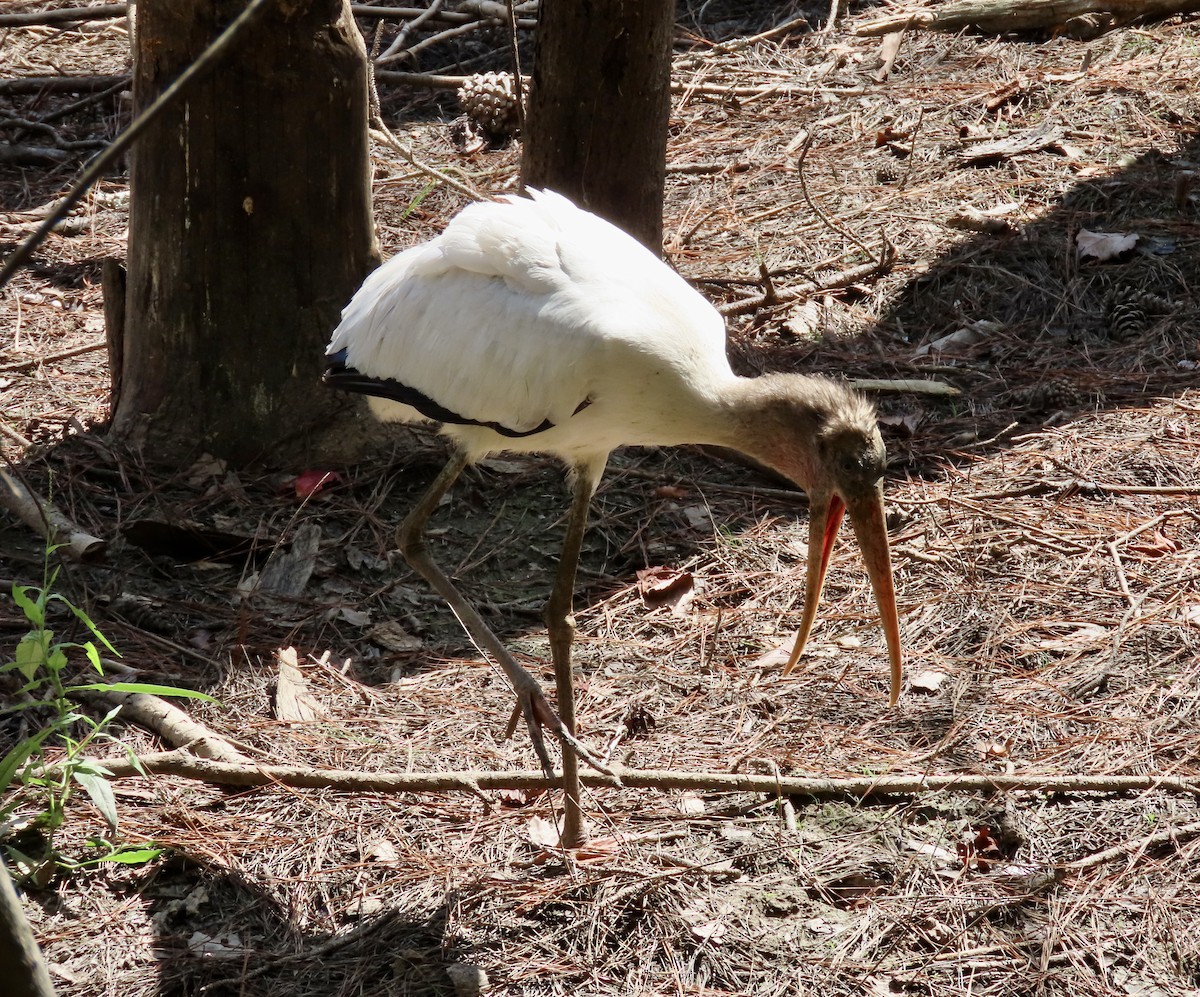 Wood Stork - ML480811361