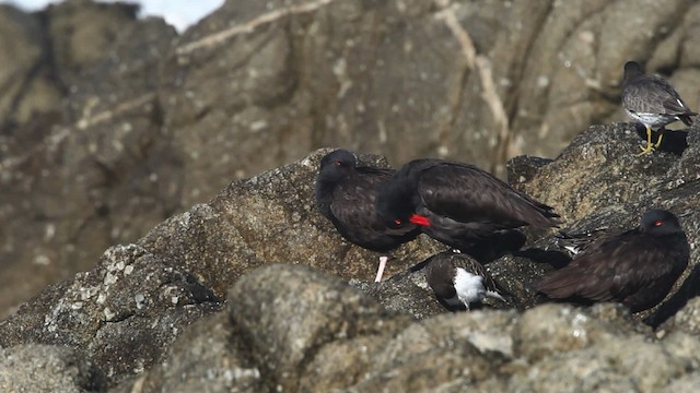 Black Oystercatcher - ML480812