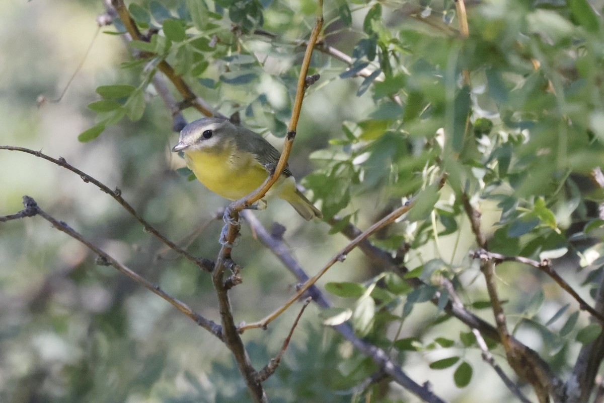 Philadelphia Vireo - ML480812991