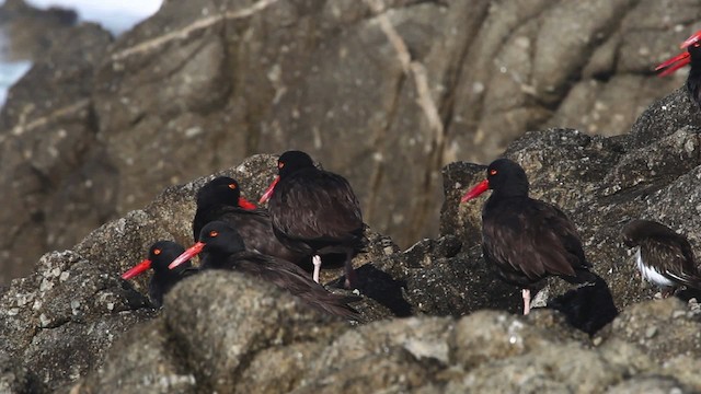 Black Oystercatcher - ML480813