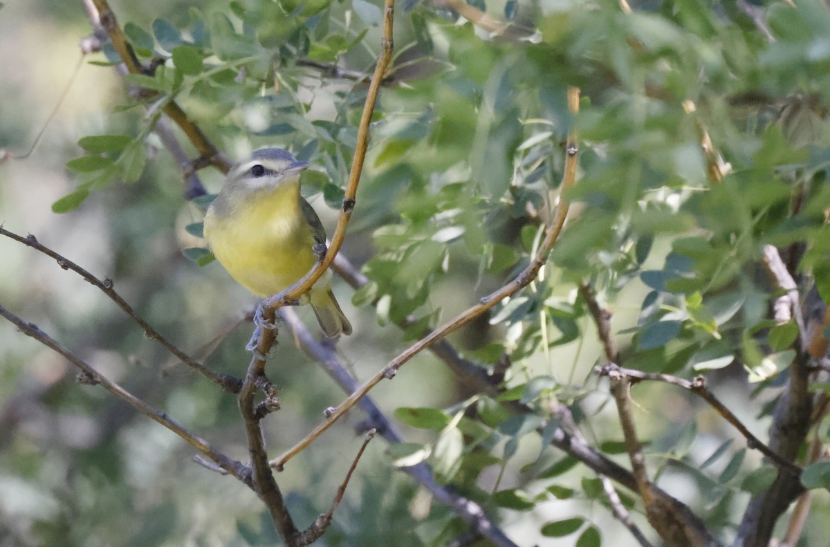 Philadelphia Vireo - ML480813001