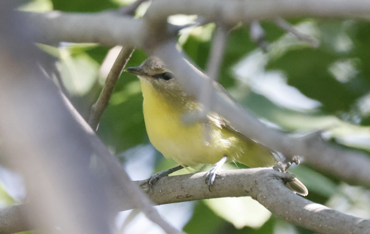 Philadelphia Vireo - ML480813051