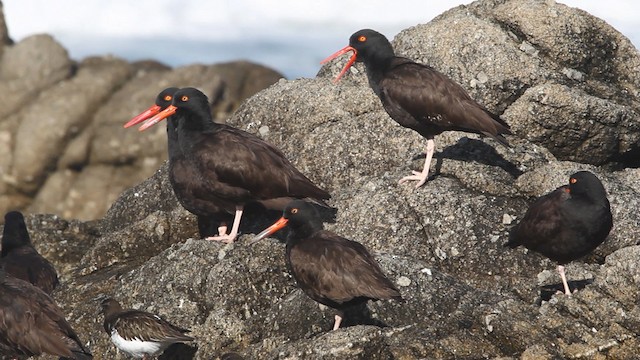 Black Oystercatcher - ML480814