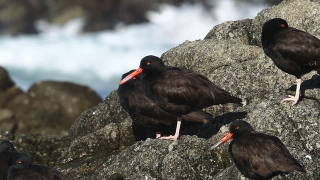 Black Oystercatcher - ML480815