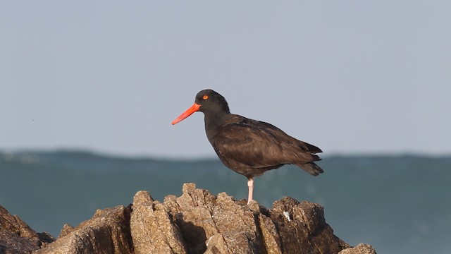 Black Oystercatcher - ML480816