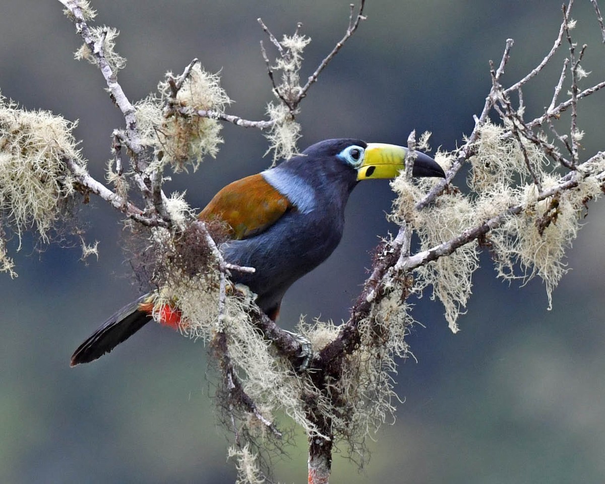 Hooded Mountain-Toucan - ML480816601