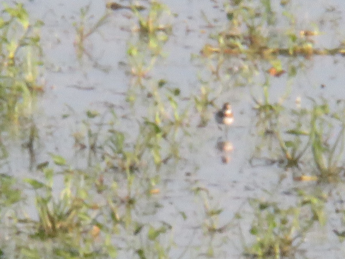 Semipalmated Plover - ML480816971
