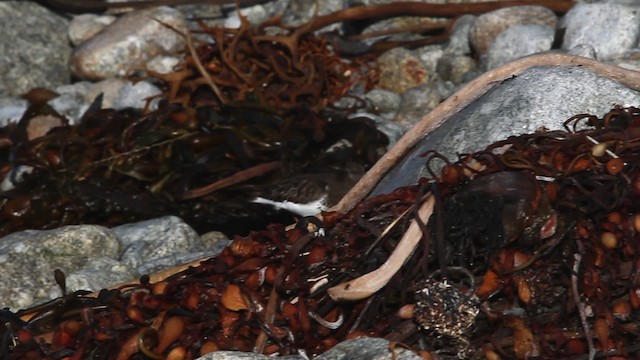 Black Turnstone - ML480818