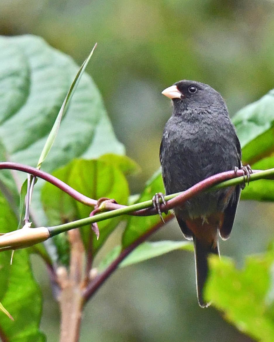 Paramo Seedeater - ML480818521