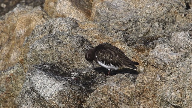 Vuelvepiedras Oscuro - ML480819