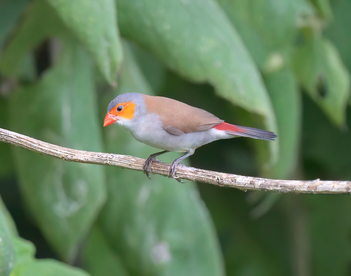 Orange-cheeked Waxbill - ML480819341