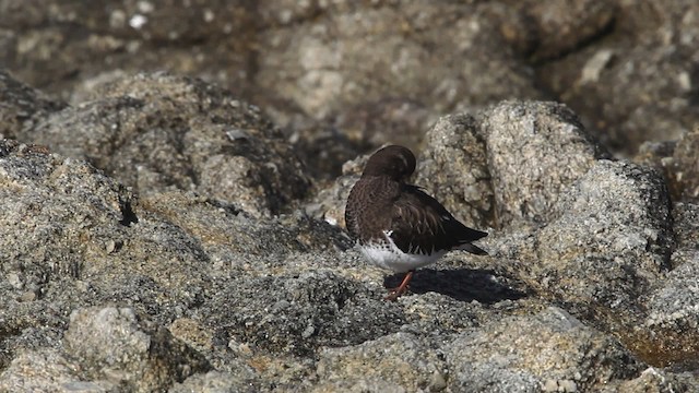 Black Turnstone - ML480820