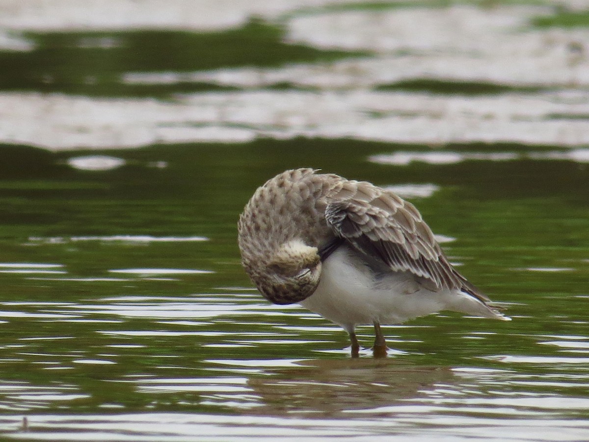 Least Sandpiper - ML480820491