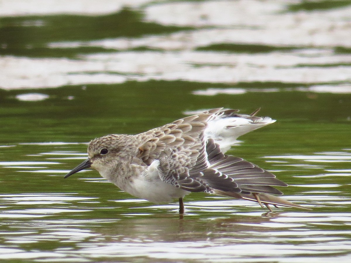 Least Sandpiper - ML480820501