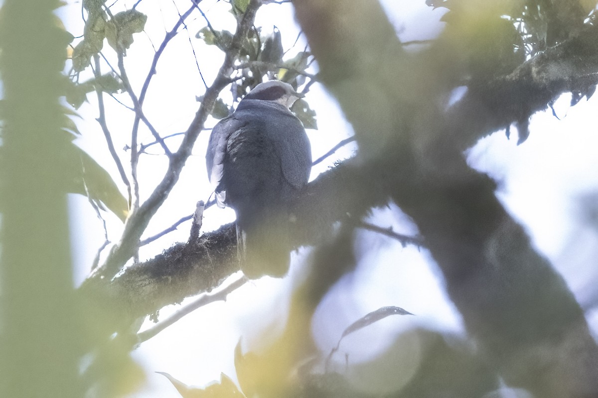 Red-eared Fruit-Dove - ML480820821