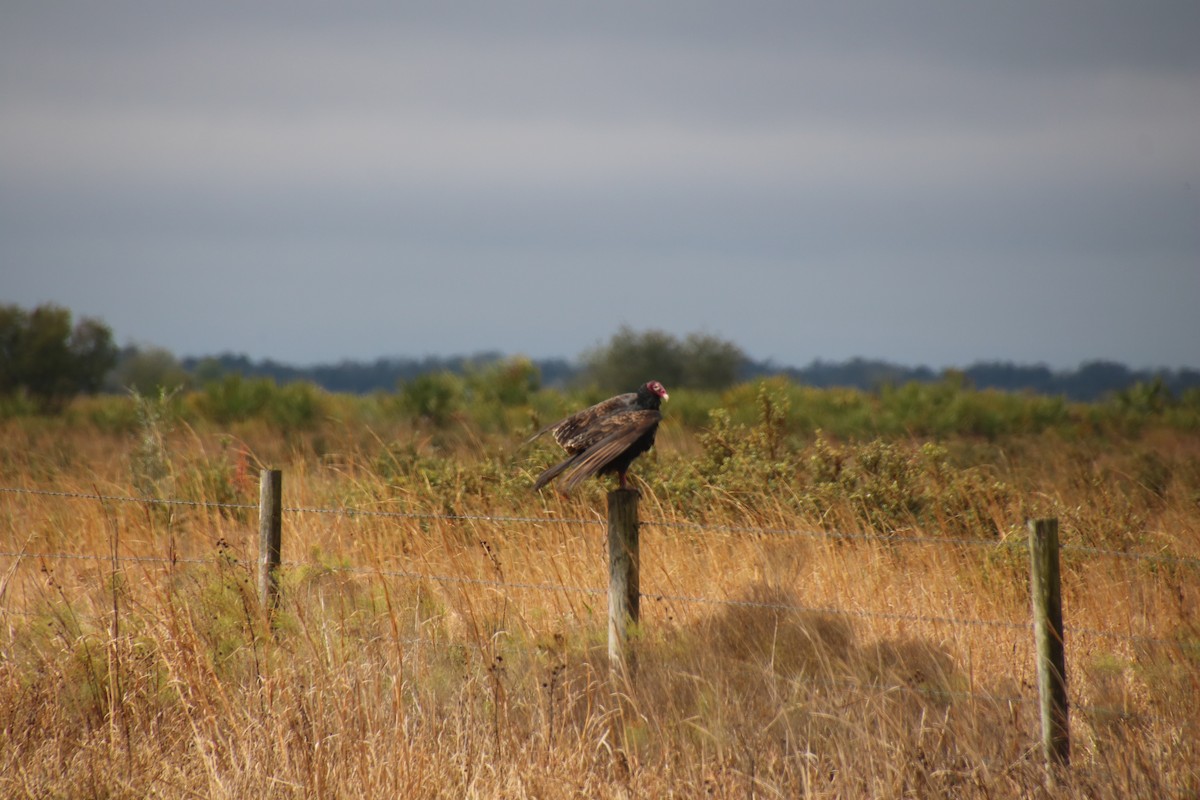 Turkey Vulture - ML480821291